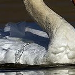 IMG_6017 Cygne